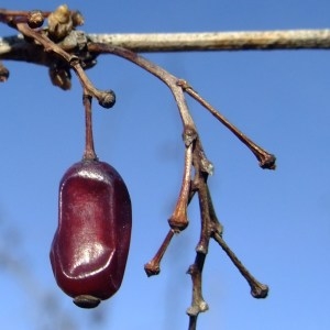 Photographie n°286523 du taxon Berberis vulgaris L. [1753]