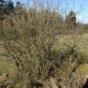 Photographie n°286524 du taxon Berberis vulgaris L. [1753]