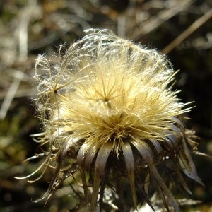 Photographie n°286534 du taxon Carlina vulgaris L. [1753]