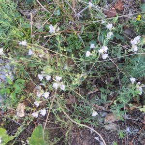 Photographie n°286568 du taxon Linaria repens (L.) Mill. [1768]