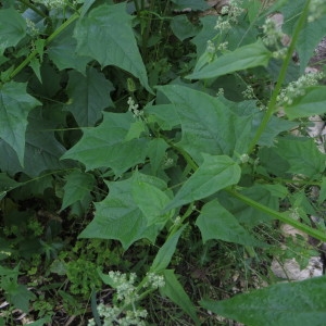 Photographie n°286573 du taxon Chenopodiastrum hybridum (L.) S.Fuentes, Uotila & Borsch [2012]