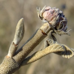 Photographie n°286623 du taxon Viburnum lantana L. [1753]