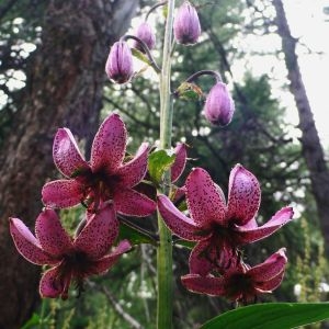 Photographie n°286639 du taxon Lilium martagon L. [1753]