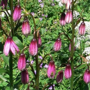 Photographie n°286640 du taxon Lilium martagon L. [1753]