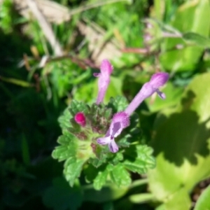 Photographie n°286657 du taxon Lamium amplexicaule L. [1753]