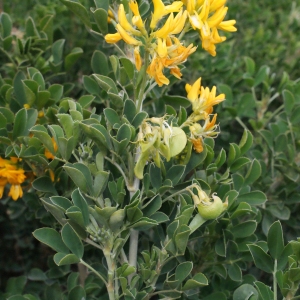 Photographie n°286735 du taxon Medicago arborea L. [1753]