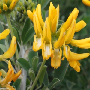 Photographie n°286737 du taxon Medicago arborea L. [1753]