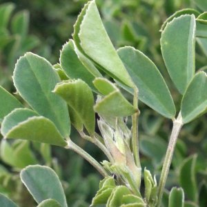 Photographie n°286741 du taxon Medicago arborea L. [1753]