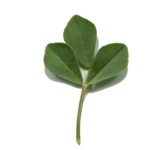 Photographie n°286745 du taxon Medicago arborea L. [1753]