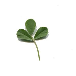Photographie n°286746 du taxon Medicago arborea L. [1753]