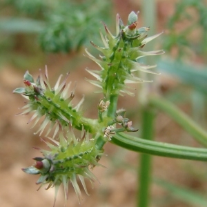 Photographie n°286749 du taxon Caucalis platycarpos sensu L. [1759]