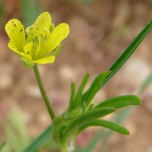 Photographie n°286752 du taxon Ranunculus arvensis L. [1753]