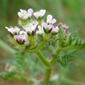 Photographie n°286753 du taxon Caucalis platycarpos sensu L. [1759]