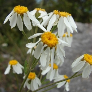 Photographie n°286771 du taxon Tanacetum corymbosum (L.) Sch.Bip. [1844]