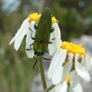 Photographie n°286772 du taxon Tanacetum corymbosum (L.) Sch.Bip. [1844]