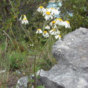 Photographie n°286774 du taxon Tanacetum corymbosum (L.) Sch.Bip. [1844]