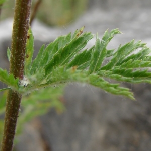 Photographie n°286776 du taxon Tanacetum corymbosum (L.) Sch.Bip. [1844]