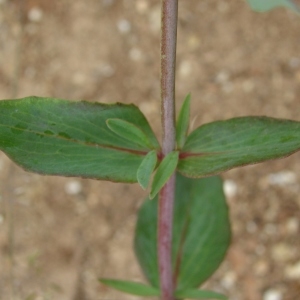 Photographie n°286785 du taxon Centranthus ruber (L.) DC. [1805]