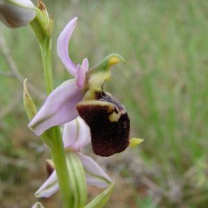 Photographie n°286795 du taxon Ophrys druentica P.Delforge & Viglione [2006]