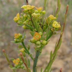 Photographie n°286807 du taxon Osyris alba L. [1753]