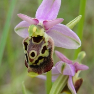 Photographie n°286809 du taxon Ophrys druentica P.Delforge & Viglione [2006]