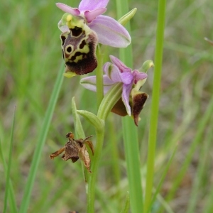 Photographie n°286810 du taxon Ophrys druentica P.Delforge & Viglione [2006]