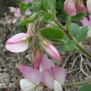 Photographie n°286831 du taxon Ononis rotundifolia L. [1753]