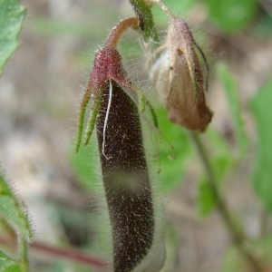 Photographie n°286841 du taxon Ononis rotundifolia L. [1753]