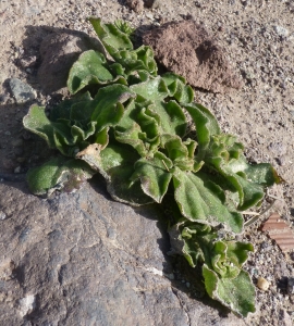 Ans Gorter, le 11 février 2015 (cabo de gata, andalucia)