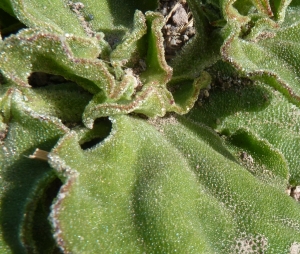 Ans Gorter, le 11 février 2015 (cabo de gata, andalucia)