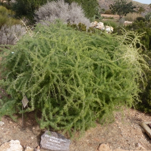 Photographie n°286901 du taxon Asparagus albus L. [1753]