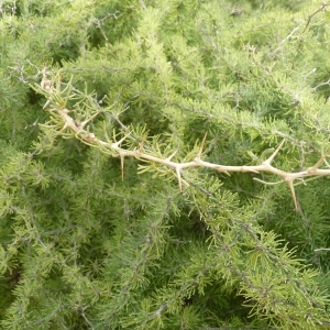 Photographie n°286902 du taxon Asparagus albus L. [1753]