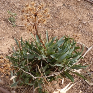 Photographie n°286912 du taxon Bupleurum gibraltaricum Lam. [1783]