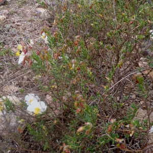 Photographie n°286925 du taxon Helianthemum almeriense Pau