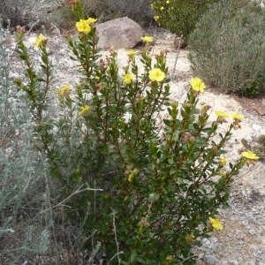 Photographie n°286929 du taxon Helianthemum alypoides Losa & Rivas Goday [1968]