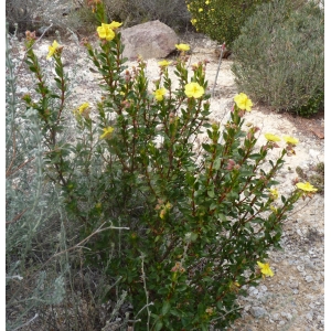 Helianthemum alypoides Losa & Rivas Goday