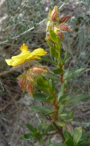 Ans Gorter, le 10 février 2015 (cabo de gata, andalucia)