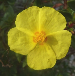 Ans Gorter, le 10 février 2015 (cabo de gata, andalucia)