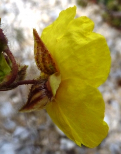 Ans Gorter, le 10 février 2015 (cabo de gata, andalucia)