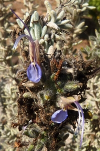 Ans Gorter, le 10 février 2015 (cabo de gata, andalucia)