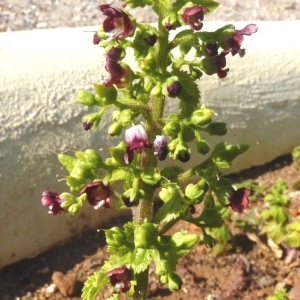 Photographie n°286971 du taxon Scrophularia arguta Sol. [1789]