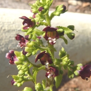 Photographie n°286972 du taxon Scrophularia arguta Sol. [1789]
