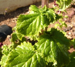 Ans Gorter, le 10 février 2015 (cabo de gata, andalucia)