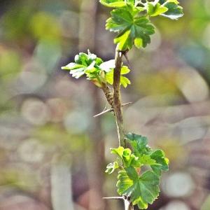 Photographie n°286983 du taxon Ribes uva-crispa L. [1753]