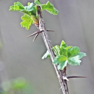 Photographie n°286984 du taxon Ribes uva-crispa L. [1753]