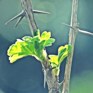 Photographie n°286985 du taxon Ribes uva-crispa L. [1753]