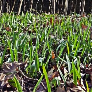 Photographie n°286986 du taxon Tulipa sylvestris L. [1753]