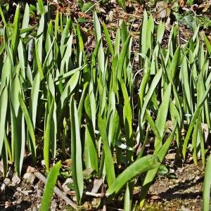 Photographie n°286988 du taxon Tulipa sylvestris L. [1753]