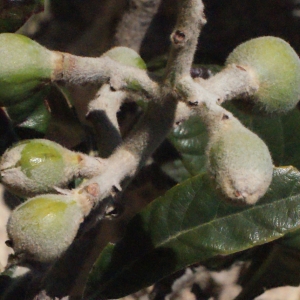 Photographie n°287000 du taxon Eriobotrya japonica (Thunb.) Lindl. [1821]