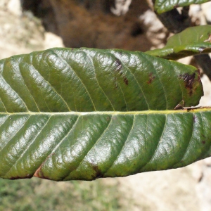 Photographie n°287005 du taxon Eriobotrya japonica (Thunb.) Lindl. [1821]